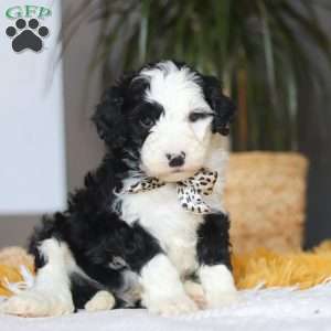 Cotton Tail, Mini Sheepadoodle Puppy